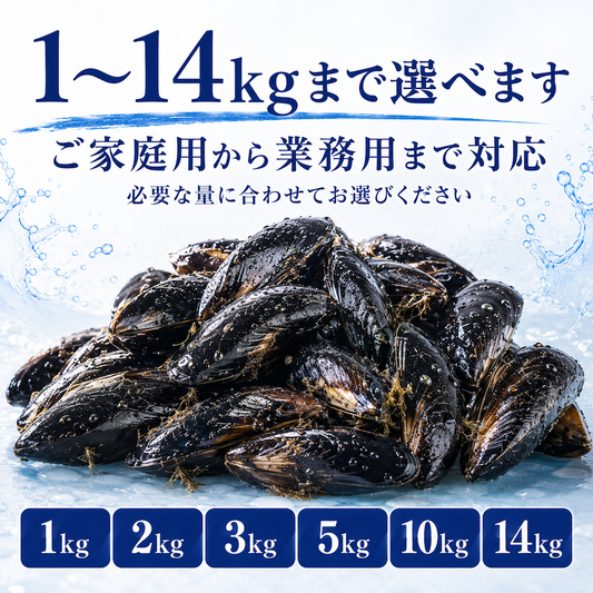 女川産活ムール貝