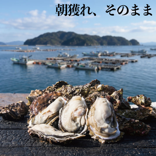 女川産殻付生牡蠣