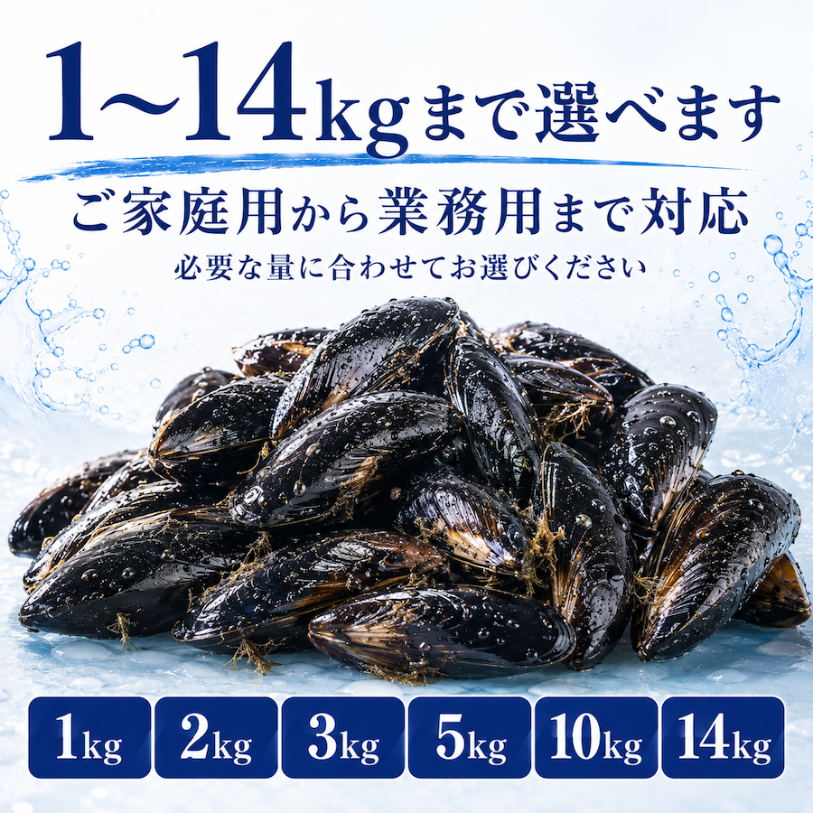 女川産活ムール貝