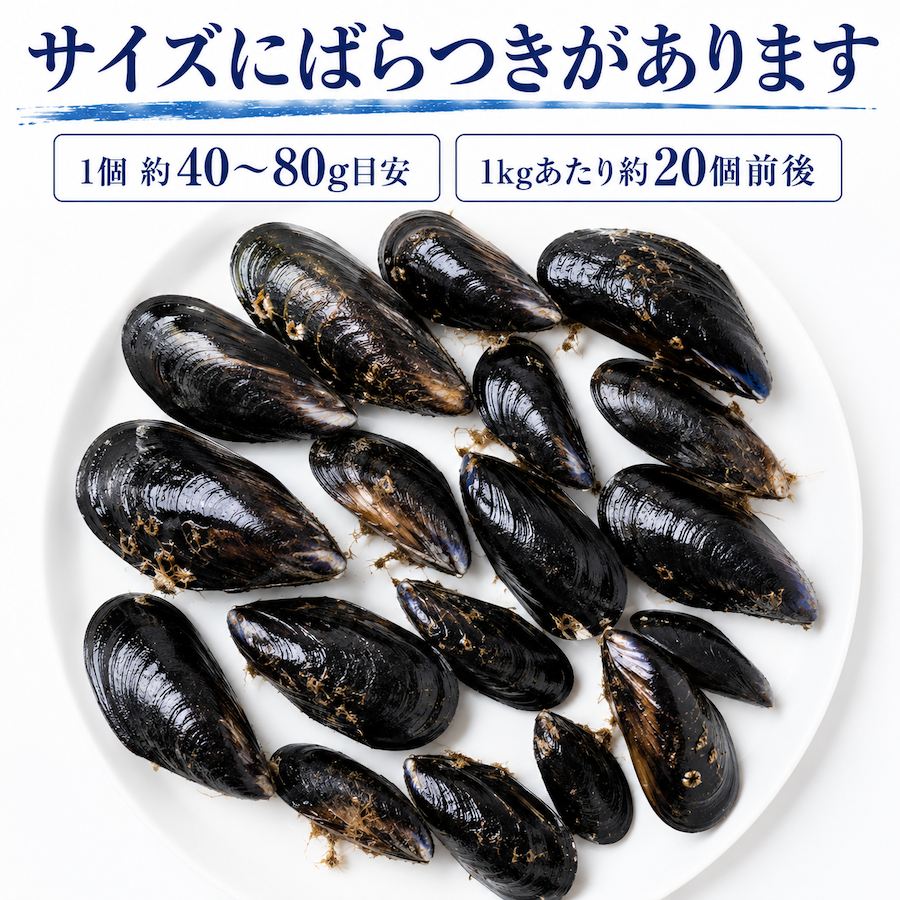 女川産活ムール貝