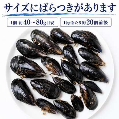 女川産活ムール貝