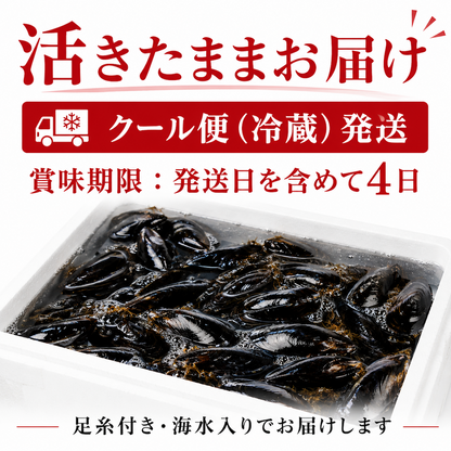 女川産活ムール貝