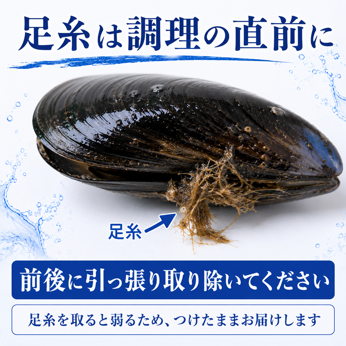 女川産活ムール貝
