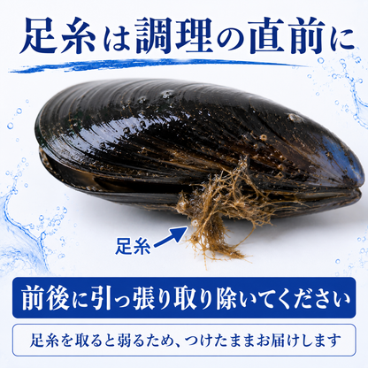 女川産活ムール貝